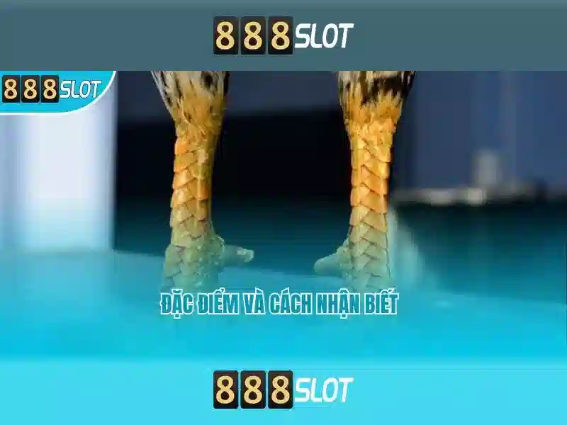 Lý Do Chọn 888SLOT